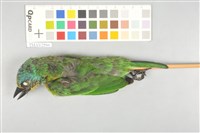 藏品(五色鳥)的圖片